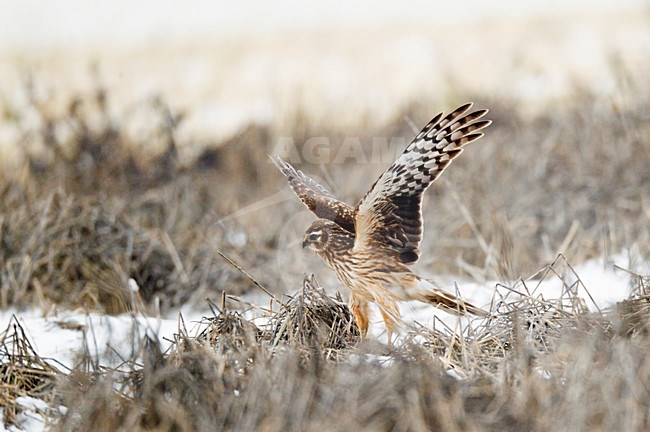 Vrouwkleed jong mannetje Blauwe Kiekendief laag jagend, vliegend boven besneeuwde Hamsterakker, akkerreservaat ; Ringtail, juvenile male Hen Harrier hunting, flying over acres, arable land stock-image by Agami/Ran Schols,