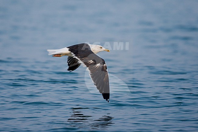 Baltische Meeuw in vlucht boven water; Baltic Gull flying low over water stock-image by Agami/Daniele Occhiato,