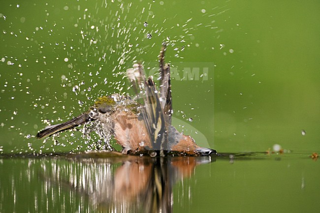 Mannetje Vink badderend bij drinkplaats; Male Common Chaffinch bathing at drinking site stock-image by Agami/Marc Guyt,