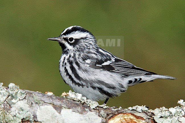 Adult male breeding
Galveston Co., TX
May 2005 stock-image by Agami/Brian E Small,