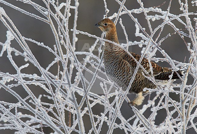Vrouwtje Korhoen, Female Black grouse stock-image by Agami/Markus Varesvuo,
