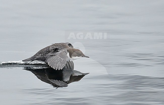 Wintering Black-bellied White-throated Dipper (Cinclus cinclus cinclus) in a fast flowing river at Kuusamo in arctic Finland. stock-image by Agami/Markus Varesvuo,