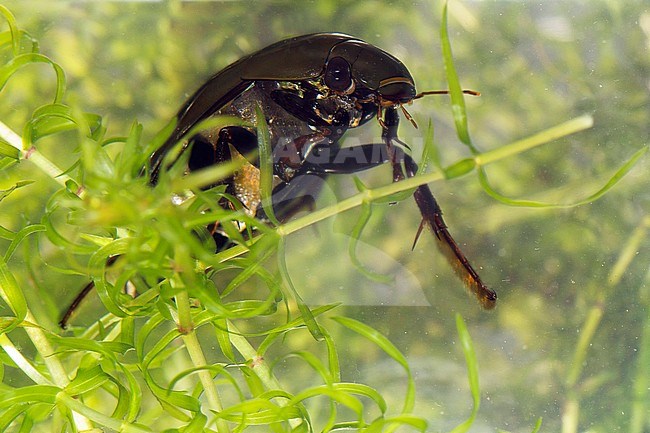Grote spinnende watertor, (Hydrous piceus) stock-image by Agami/Theo Douma,