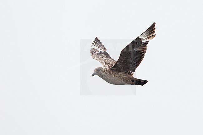 adult great skua (stercorarius skua) in flight and activly moulting, found offshore at the German Beight / North Sea stock-image by Agami/Mathias Putze,