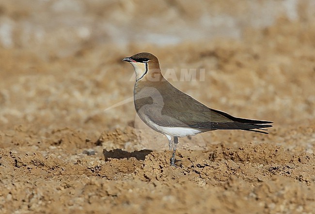 Adult Black-winged Pratincole, Glareola nordmanni, during spring migration at Jahra Pools Nature Reserve - Kuwait. stock-image by Agami/Aurélien Audevard,