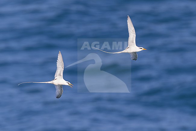 Catesby's White-tailed Tropicbird (Phaethon lepturus catesbyi) in flight in Puerto Rico. Displaying pair. stock-image by Agami/Dubi Shapiro,