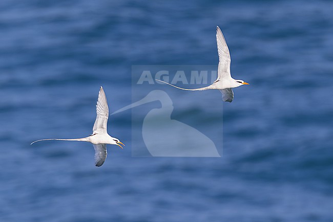 A pair of White-tailed Tropicbird (Phaethon lepturus) in flight in Puerto Rico stock-image by Agami/Dubi Shapiro,