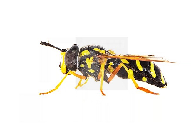 Hook-banded Wasp Hoverfly, Stipfopwesp, Chrysotoxum festivum stock-image by Agami/Wil Leurs,