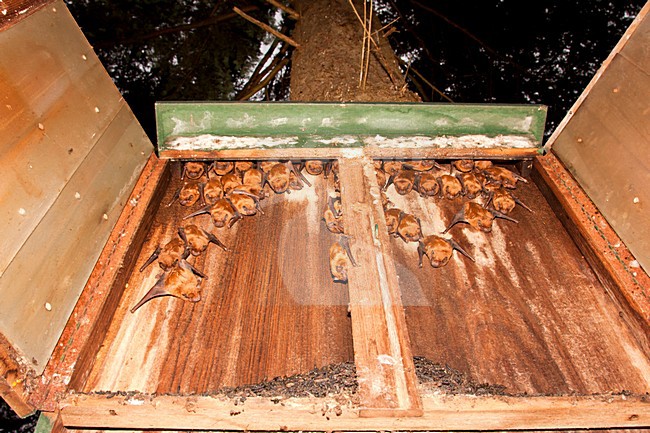 Hangende Rosse Vleermuis, Common Noctule hanging stock-image by Agami/Theo Douma,