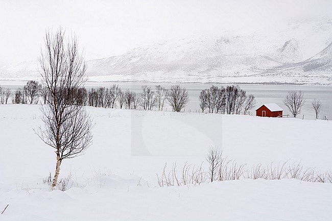 A lone red house in a snowy winter landscape. Fornes, Vesteralen Islands, Nordland, Norway. stock-image by Agami/Sergio Pitamitz,