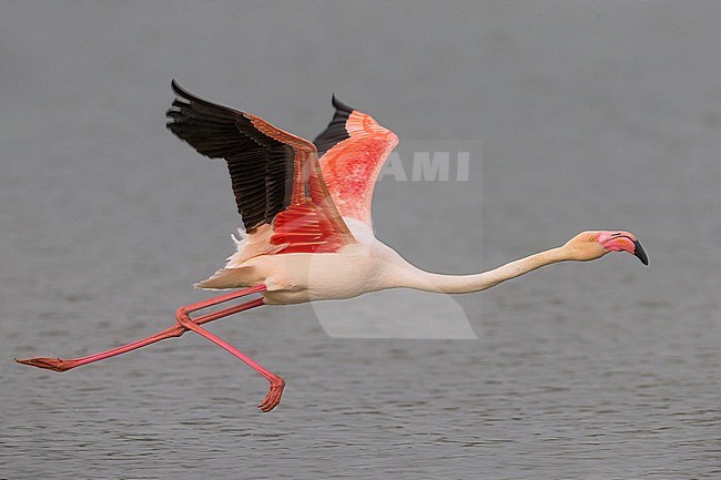 Greater Flamingo (Phoenicopterus roseus) in flight stock-image by Agami/Daniele Occhiato,