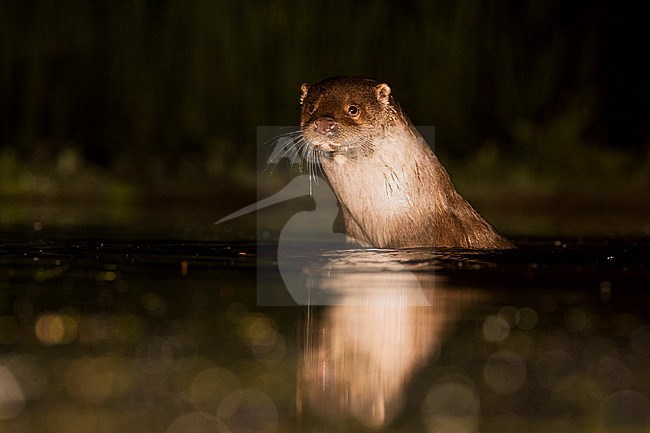 European Otter (Lutra Lutra) forging at night stock-image by Agami/Alain Ghignone,