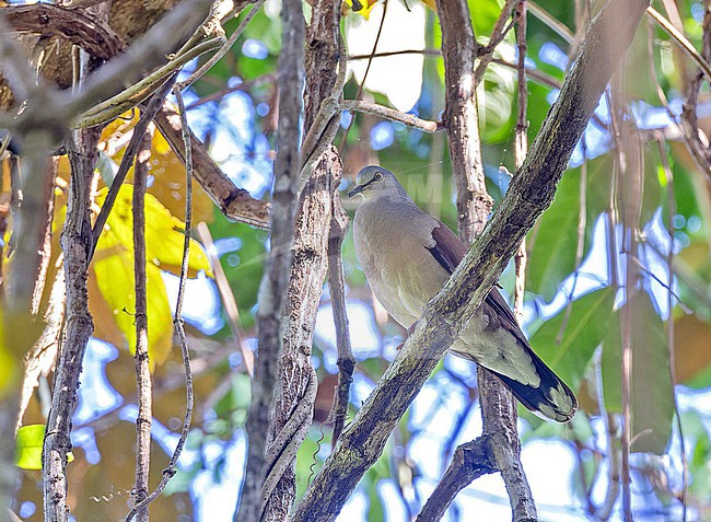 Azuero Dove (Leptotila battyi) in Panama. stock-image by Agami/Pete Morris,