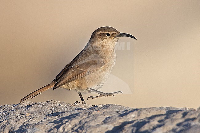 Buff-breasted Earthcreeper (Upucerthia validirostris jelskii) at Chivay, Peru. stock-image by Agami/Tom Friedel,