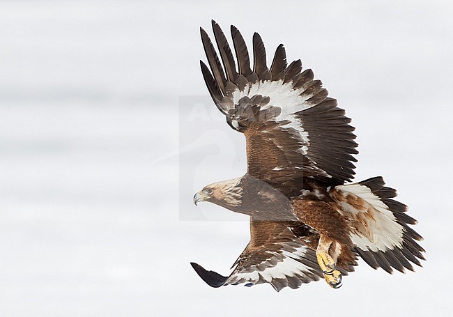 Golden Eagle (Aquila chrysaetos) during cold winter in northern Finland. Subadult in flight. stock-image by Agami/Markus Varesvuo,