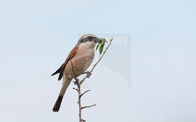 Red-backed Shrike (Lanius collurio) perched male with a cricket in its beak at Hyllekrog, Denmark stock-image by Agami/Helge Sorensen,