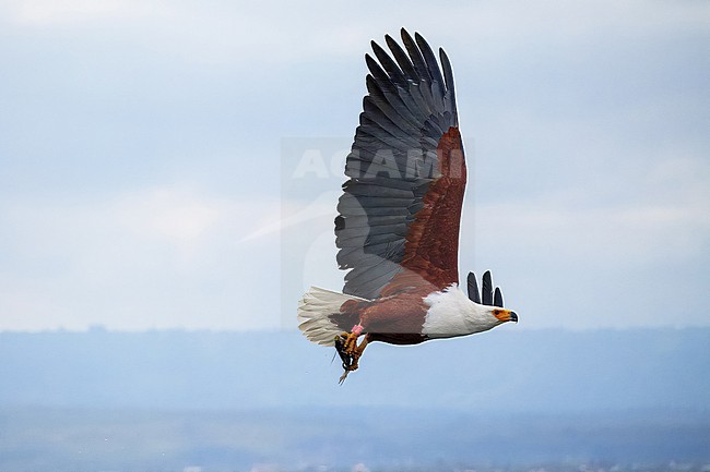 African Fish Eagle; Icthyophaga vocifer. Flying. stock-image by Agami/Hans Germeraad,