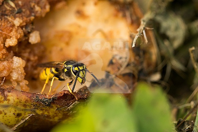 Vespula germanica - European wasp - Deutsche Wespe, Germany (Baden-Württemberg), imago stock-image by Agami/Ralph Martin,