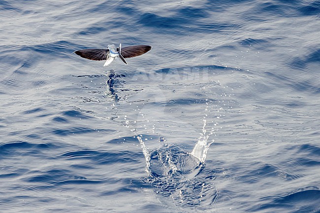 Flyingfish (Exocoetidae sp.) in flight over the atlantic ocean. Waters between St. Helena and Ascension Islands.

 stock-image by Agami/Rafael Armada,