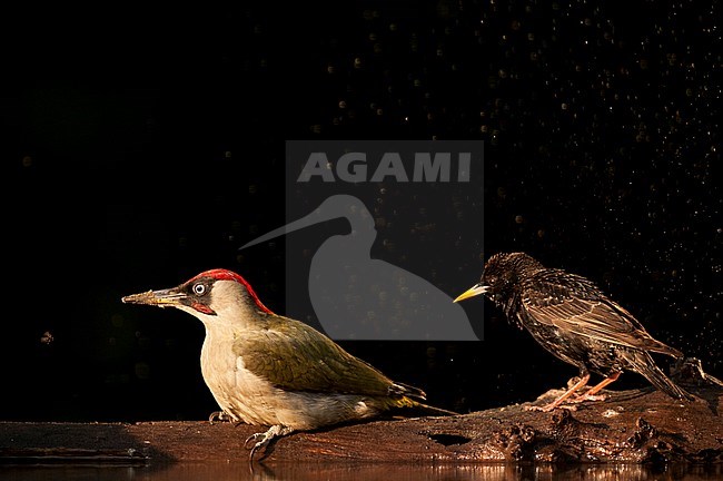 Groene Specht, Green Woodpecker stock-image by Agami/Bence Mate,