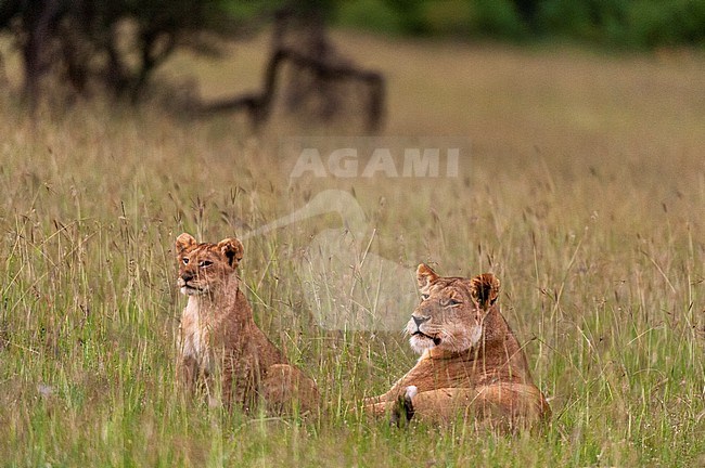 A lioness, Panthera leo, resting with a cub. Masai Mara National Reserve, Kenya. stock-image by Agami/Sergio Pitamitz,