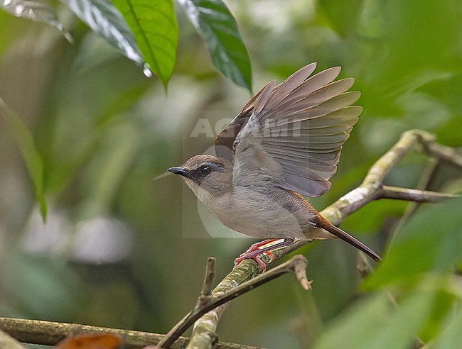 Brown-chested Alethe, Chamaetylas poliocephala, in Angola. stock-image by Agami/Pete Morris,