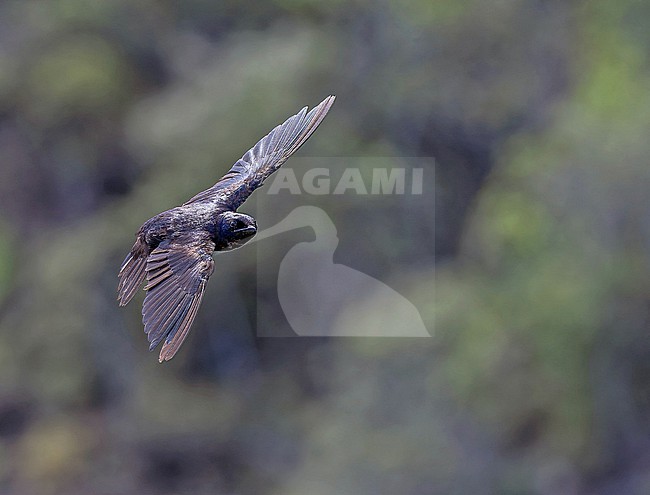Flying Galápagos martin (Progne modesta) on the Galapagos Islands, part of the Republic of Ecuador. stock-image by Agami/Pete Morris,