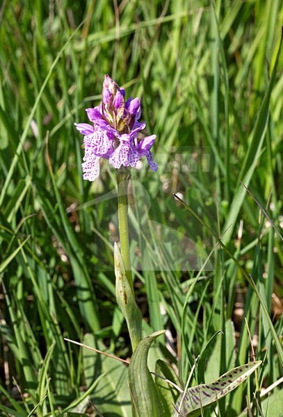 Gevlekte orchis; Heath Spotted Orchid stock-image by Agami/Roy de Haas,