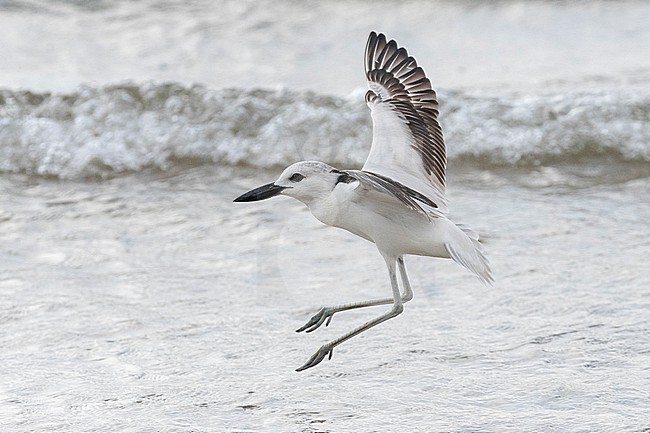 Crab Plover (Dromas ardeola) in flight over the water in Mogadishu, Somalia. stock-image by Agami/David Monticelli,