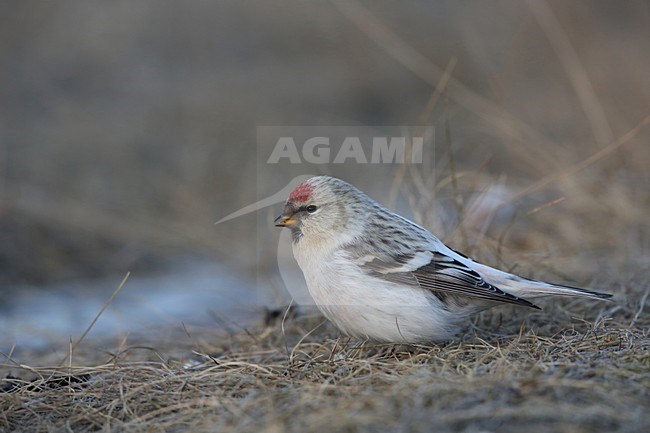 Witstuitbarmsijs op de grond, Arctic Redpoll on the ground stock-image by Agami/Chris van Rijswijk,