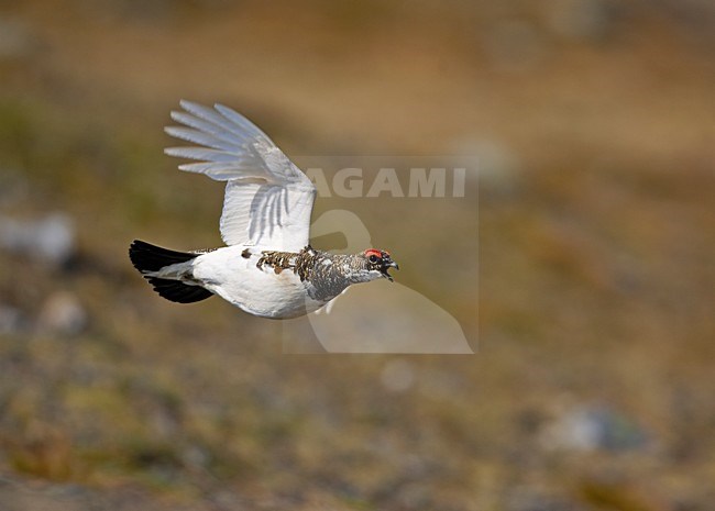 Alpensneeuwhoen in vlucht; Rock Ptarmigan in flight stock-image by Agami/Markus Varesvuo,