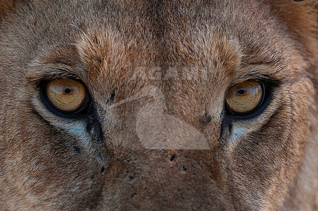 Close up of the eyes of a lioness, Panthera leo. Khwai Concession Area, Okavango Delta, Botswana. stock-image by Agami/Sergio Pitamitz,
