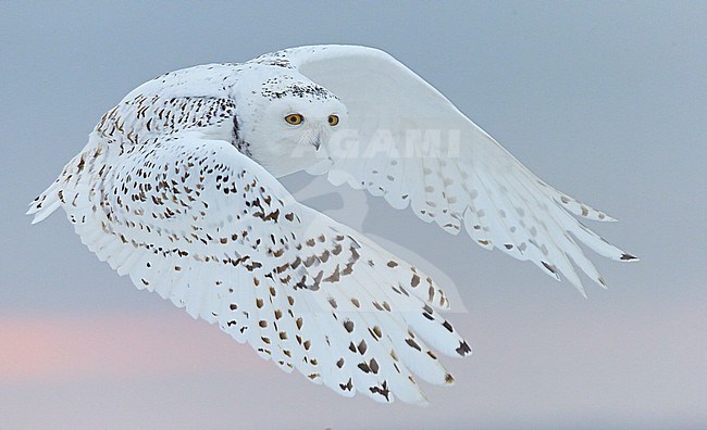 Female Snowy Owl (Bubo scandiaca) wintering in Ottawa, Canada. stock-image by Agami/Markus Varesvuo,