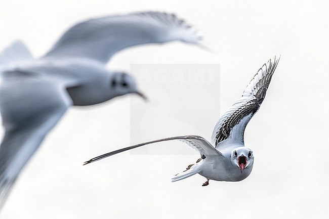 1st winter Ross's Gull flying over Vlissingen, Zeeland, The Netherlands stock-image by Agami/Vincent Legrand,