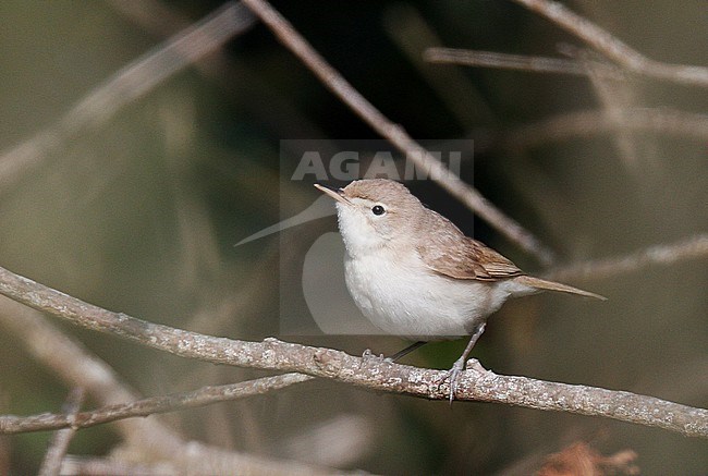 First-winter Sykes’s Warbler (Iduna rama) at Porthgwarra, Cornwall, England. stock-image by Agami/Michael McKee,