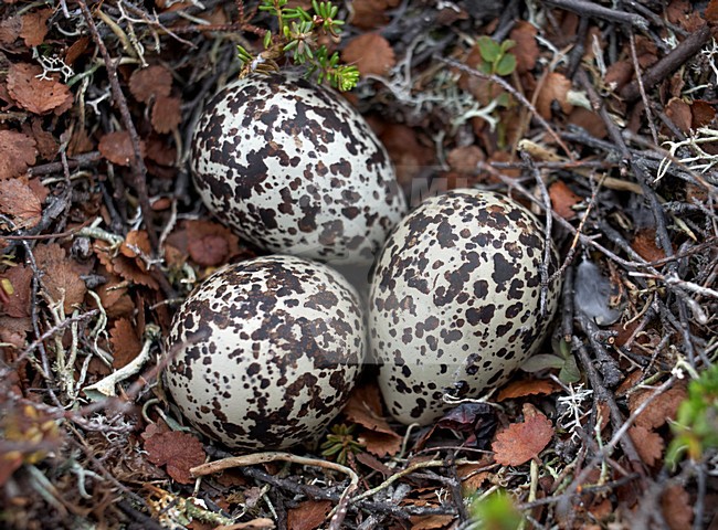 Goudplevier eieren, European Golden Plover eggs stock-image by Agami/Markus Varesvuo,