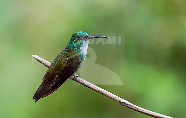 White-chested Emerald (Amazilia brevirostris) perched on a twig against a green tropical rain forest as background on Trinidad in the Caribbean. stock-image by Agami/Pete Morris,