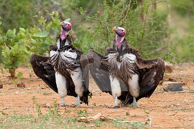 Lappet-faced vulture (Torgos tracheliotos), two adults displaying on the ground, Mpumalanga, South Africa stock-image by Agami/Saverio Gatto,