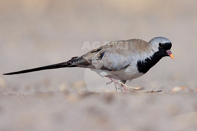 Namaqua Dove (Oena capensis) taken the 08/08/2023 at Chobe - Botswana. stock-image by Agami/Nicolas Bastide,