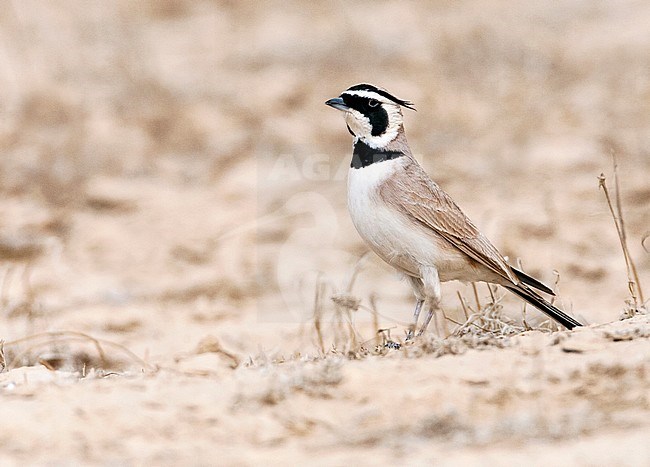 Adult Temminck's Lark (Eremophila bilopha) in the southern negev, Israel, stock-image by Agami/Marc Guyt,