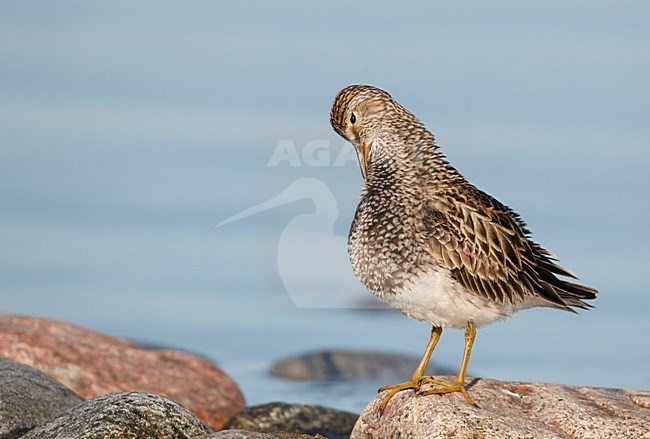 Poetsende Gestreepte strandloper, Pectoral Sandpiper preening stock-image by Agami/Markus Varesvuo,