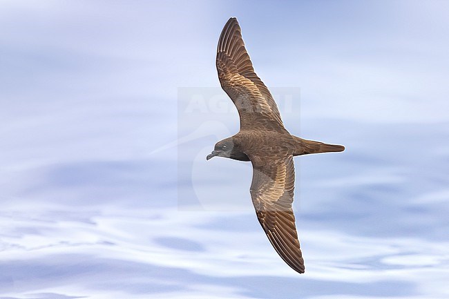 Bulwer's Petrel, Bulweria bulwerii, in flight over the atlantic ocean offf Madeira, Portugal. stock-image by Agami/Daniele Occhiato,