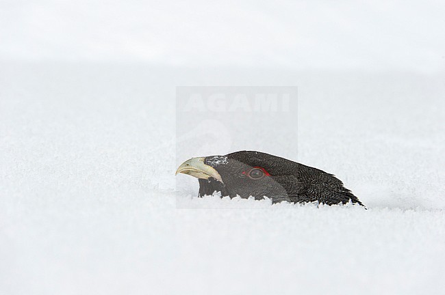 Auerhoen, Western Capercaillie stock-image by Agami/Jari Peltomäki,