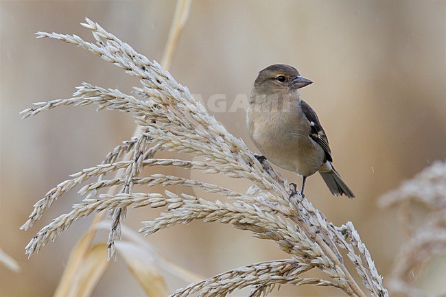 Azorenvink, Azores Chaffinch stock-image by Agami/Daniele Occhiato,