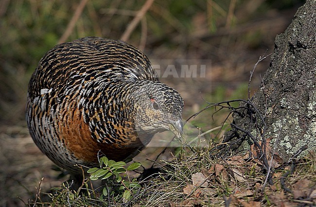 Vrouwtje Auerhoen foeragerend, Western Capercaillie female foraging stock-image by Agami/Markus Varesvuo,