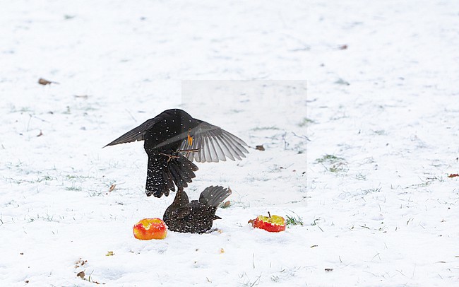 Pair of Common Blackbird (Turdus merula merula) fighting over apples in snow at Holte, Denmark stock-image by Agami/Helge Sorensen,
