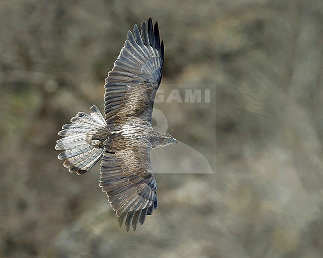 Bonelli’s Eagle (Aquila fasciata) adult male stock-image by Agami/Dick Forsman,