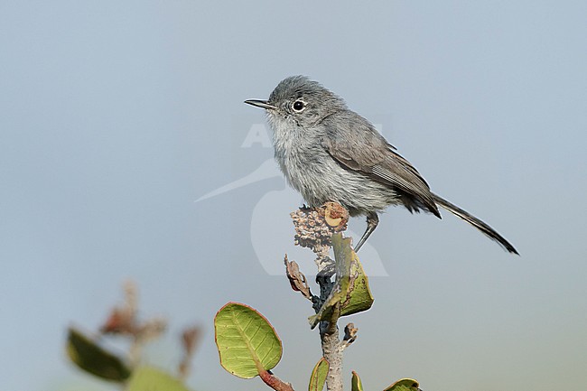 Adult female California Gnatcatcher (Polioptila californica) perched on a native plant in Los Angeles County, California, USA. stock-image by Agami/Brian E Small,