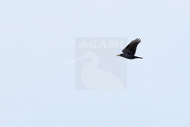 first calendar year or juvenile rook (Corvus frugilegus) in flight, found at Fehmarn at the Baltic Sea in Germany stock-image by Agami/Mathias Putze,