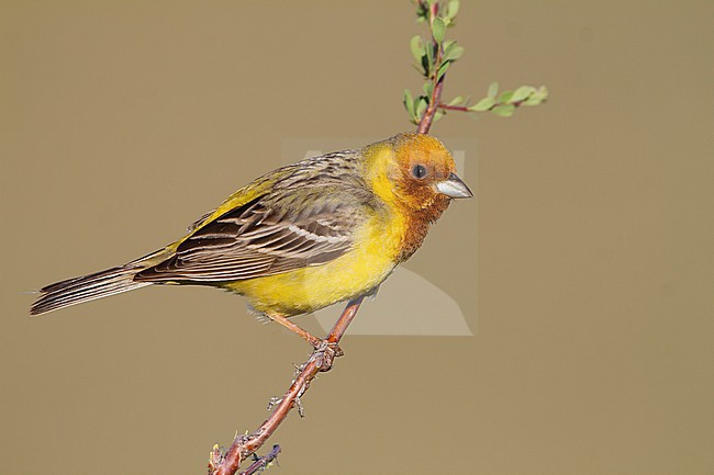 Red-headed Bunting - Braunkopfammer - Emberiza bruniceps, Kazakhstan, adult male stock-image by Agami/Ralph Martin,